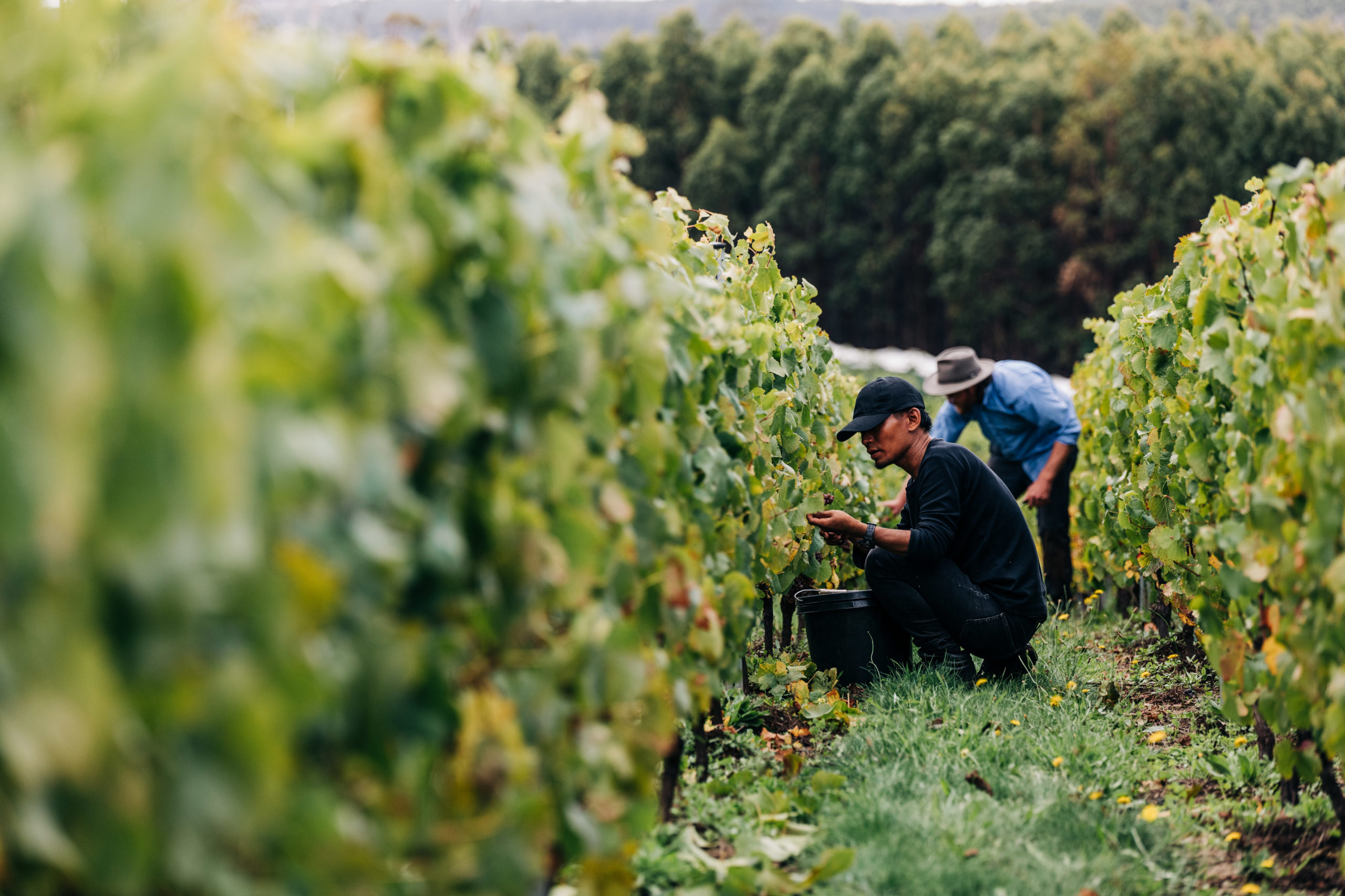 Harvest at Sinapius winery